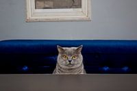 Getigerte Katze im Café De Pont, Amsterdam