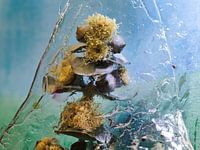 Herbstlaub hinter zerknittertem Glas