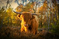 Scottish Highlander in the golden light.
