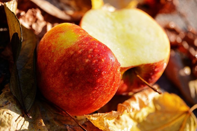 Jonagold appel op herfstbladeren in warm zonlicht von Seasons of Holland