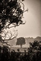 Der einsame Baum