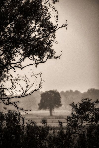 L'arbre solitaire par Patrick Teeling