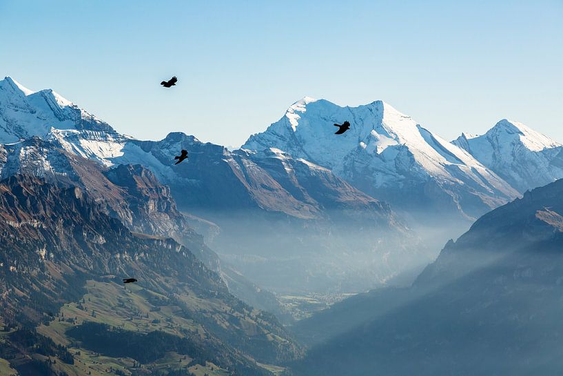 Bird flight through the Swiss Alps by Hidde Hageman