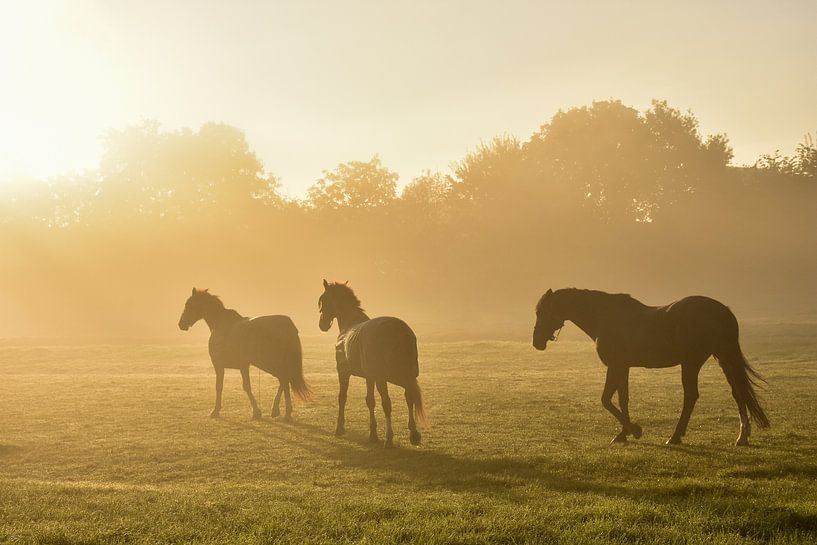 Chevaux dans le brouillard doré par Charlene van Koesveld