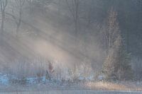 Rayons de soleil en hiver au Slotplaats, Frise