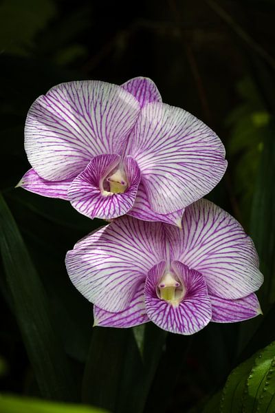 Exotische Orchideen mit zarten Mustern und raffinierten Violettschattierungen von Frank Photos
