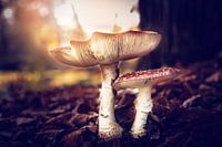 Mushroom fly agaric