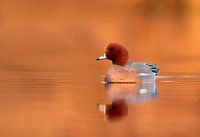 Mann Pfeifente im Morgenlicht