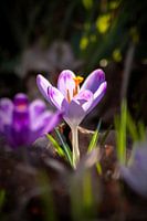 Purple crocus against the light