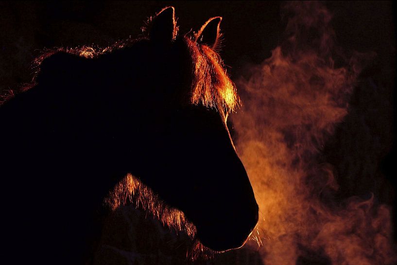 Smoking horse by Wybrich Warns