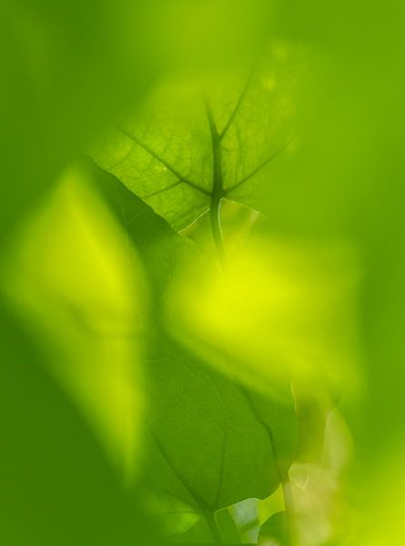 Blattgrün von Anouschka Hendriks