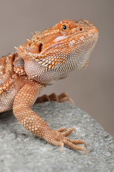 Bartagame (Pogona vitticeps) von Ronald Pol