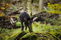 Laine de bois canadienne