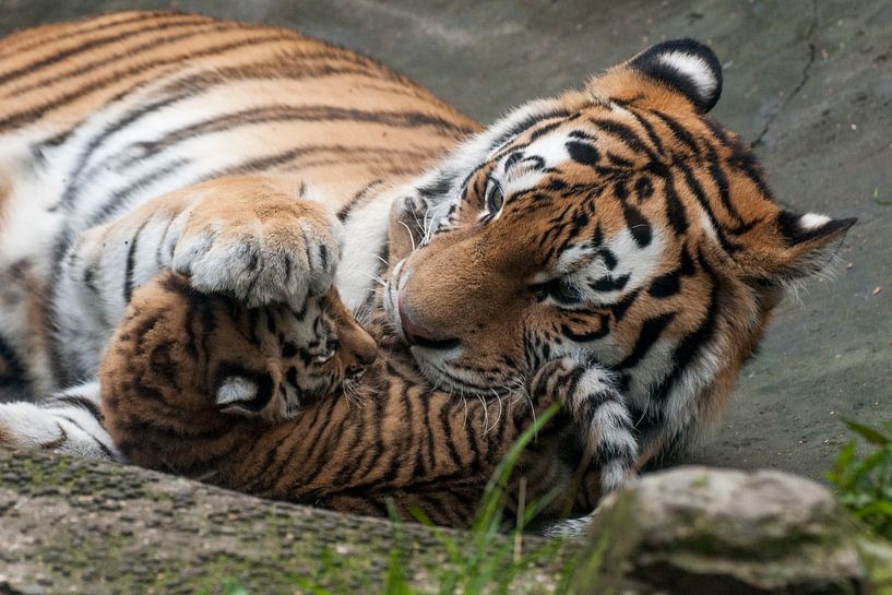 Tigre de Sibérie : Parc animalier d'Amersfoort par Loek Lobel