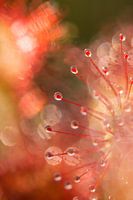 sundew 4