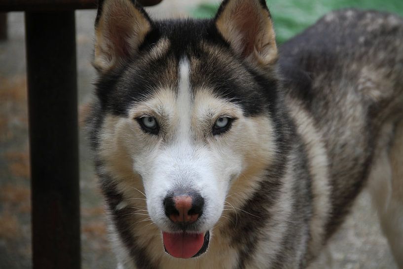 Husky Igor 1 par Samanta van Wezel