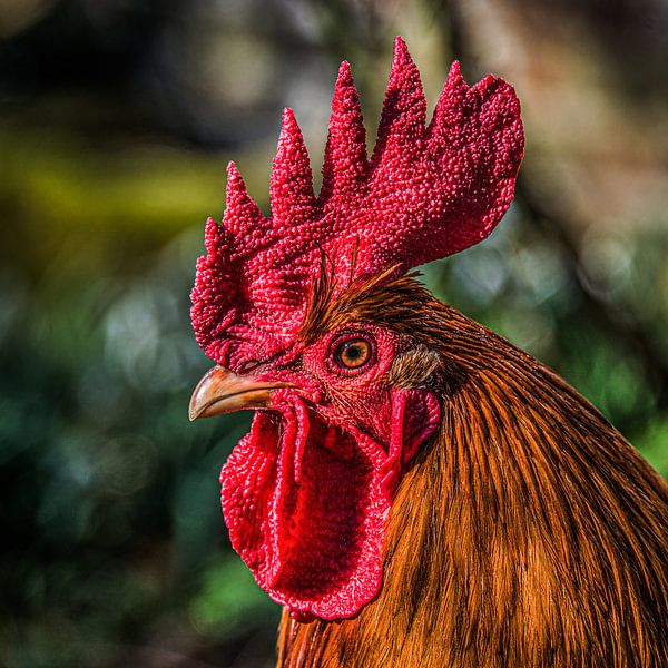 Portrait of a rooster in the evening light by Harrie Muis
