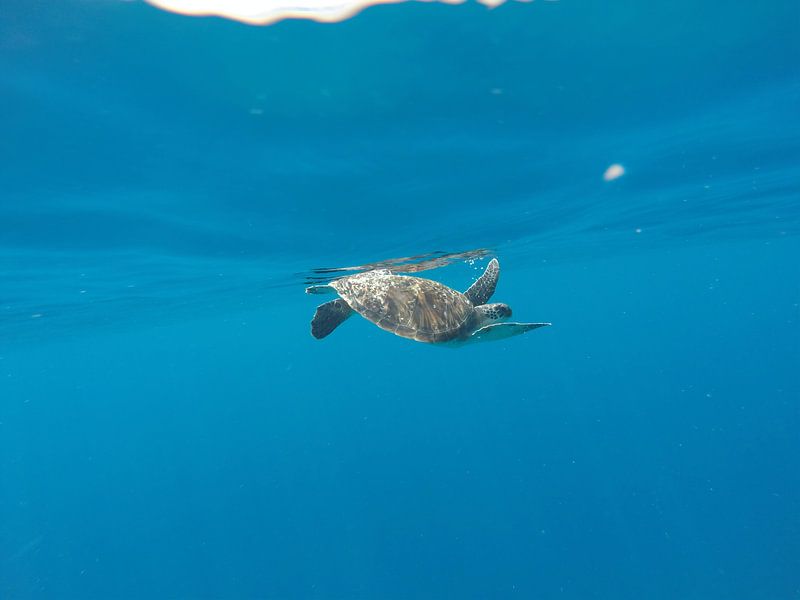 Sea turtle by Stijn Cleynhens