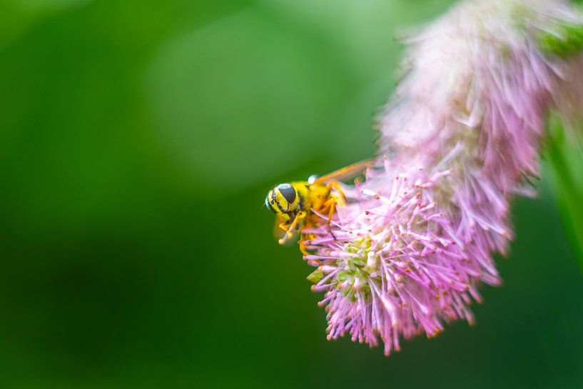 Die Details der Natur - Ein schwarz-gelber Besucher von Alexander Tromp