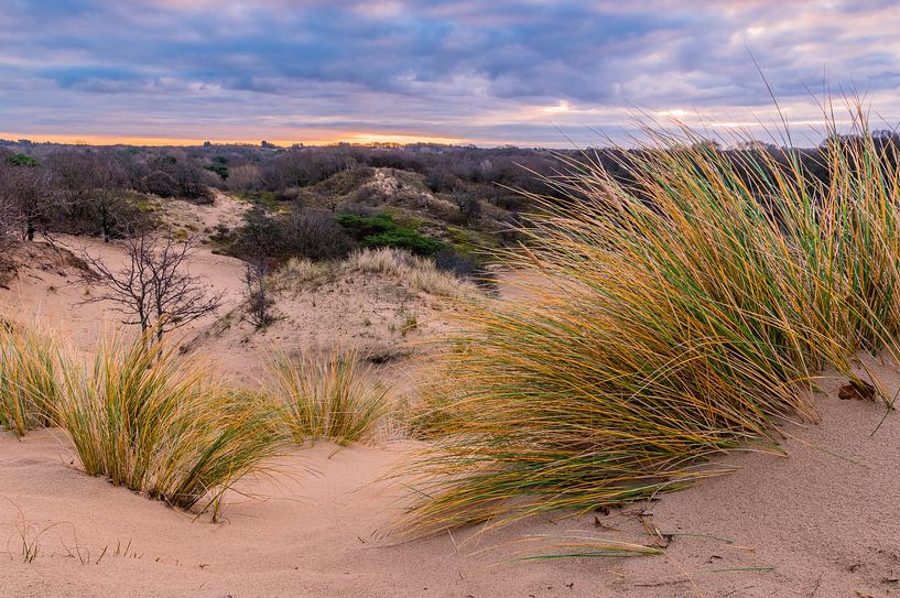 Sonnenaufgang in Meijendel von Gijs Rijsdijk