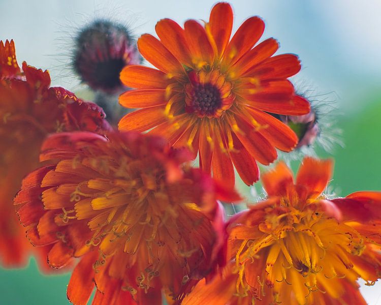 Hawkweed a deeply coloured orange red flower by Jolanda de Jong-Jansen