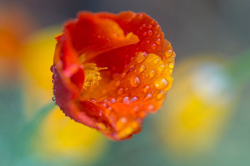 Flamboyant (poppy with raindrops in cheerful colours) by Birgitte Bergman