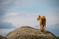 Löwin in einsamer Höhe