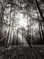 Overstraling in het bos