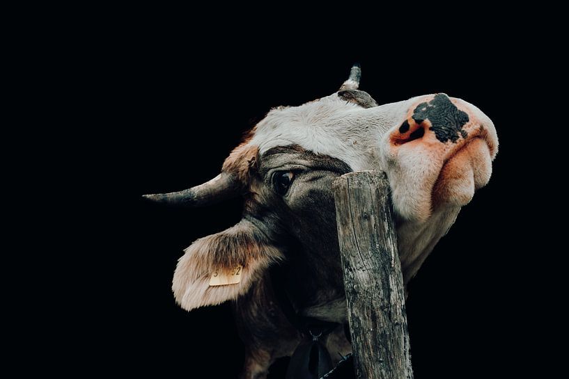 Freche Kuh im Portrait von Paul Witton