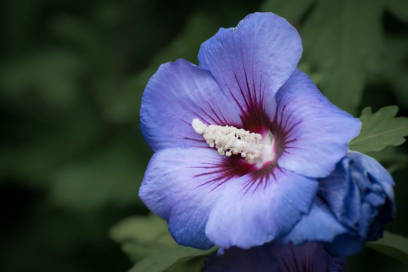 Purple hibiscus by Kim de Been