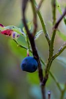myrtille sur branche