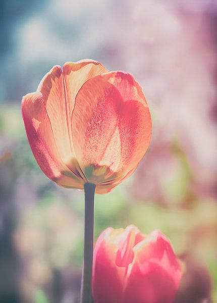 Blossom Gruga - Tulipe de printemps photographiée dans un doux bokeh par Jakob Baranowski - Photography - Video - Photoshop