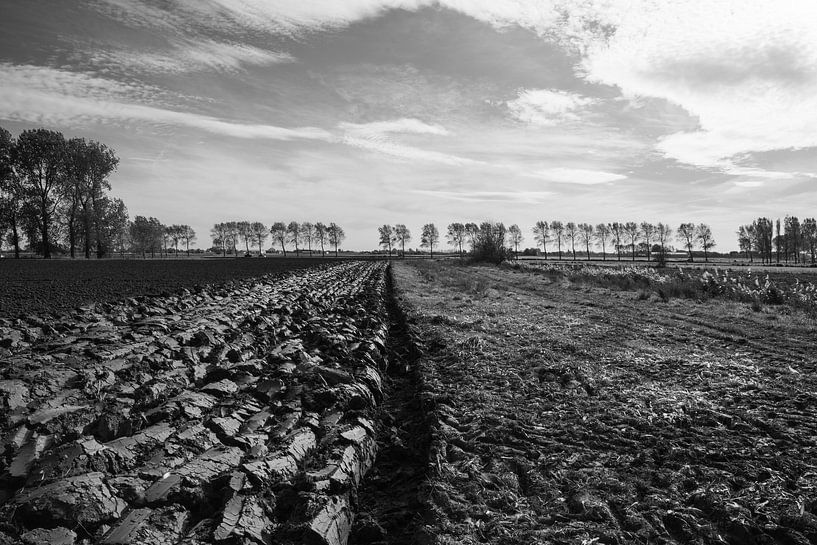 Die flämischen Polder von Trees Rommelaere