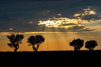 Les quatre amandiers