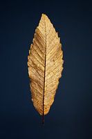Golden Sweet Chestnut Leaf