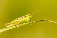 Kleine Gottesanbeterin