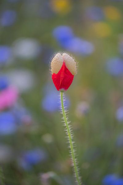 Coquelicot - le coquelicot se tient sur des lames par Moetwil en van Dijk - Fotografie
