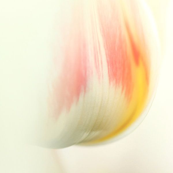 tulipa erotica par Elle Elskamp