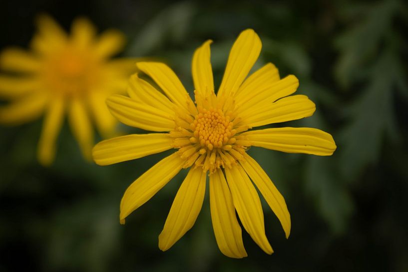 Fleurs par Rens van Duijn