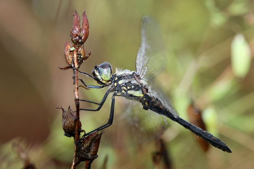 Black damselfly by Matthias Brix