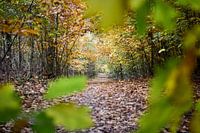 A framed fall photo with a forest path