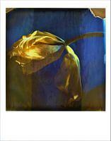 Gele tulp op polaroid