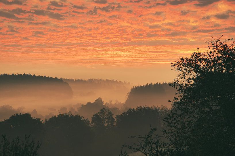 Trees in the forest in the fog at sunrise by Martin Köbsch