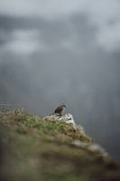 Vogelwelt am Machu Picchu: Natürliche Pracht inmitten von Ruinen