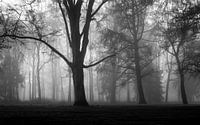 Misty Silhouettes Of Trees