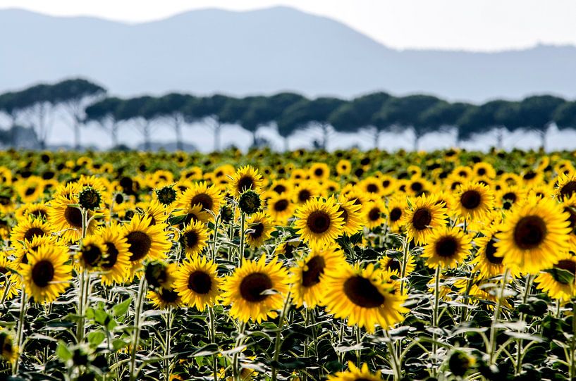 Zonnebloemen in Toscane von Rob Herstel