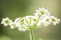 Soldier on screen claw