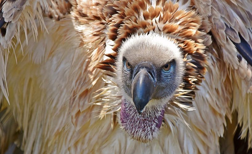 Portrait with a large cape vulture by Werner Lehmann
