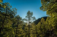 Wald im Sonnenlichtauf La Palma