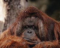 Orang-Utan